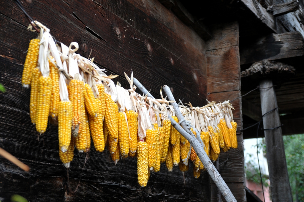 2826-cartoonist-misir-ve-serender-8734-950px